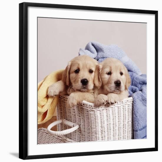 Golden Retriever Dog Two Puppies in Laundry Basket-null-Framed Photographic Print