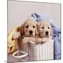 Golden Retriever Dog Two Puppies in Laundry Basket-null-Mounted Photographic Print