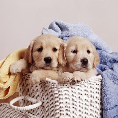 Golden Retriever Dog Two Puppies in Laundry Basket Photographic