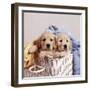 Golden Retriever Dog Two Puppies in Laundry Basket-null-Framed Photographic Print