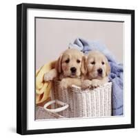 Golden Retriever Dog Two Puppies in Laundry Basket-null-Framed Photographic Print