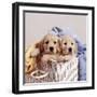 Golden Retriever Dog Two Puppies in Laundry Basket-null-Framed Photographic Print