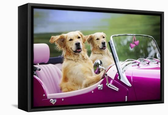 Golden Retriever Dog, Two Valentine Dog Couple in Car-null-Framed Stretched Canvas