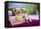 Golden Retriever Dog, Two Valentine Dog Couple in Car-null-Framed Stretched Canvas