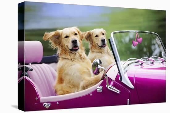 Golden Retriever Dog, Two Valentine Dog Couple in Car-null-Stretched Canvas