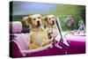 Golden Retriever Dog, Two Valentine Dog Couple in Car-null-Stretched Canvas