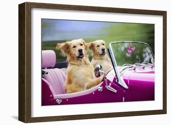 Golden Retriever Dog, Two Valentine Dog Couple in Car-null-Framed Photographic Print