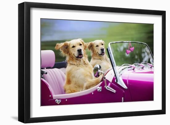 Golden Retriever Dog, Two Valentine Dog Couple in Car-null-Framed Photographic Print