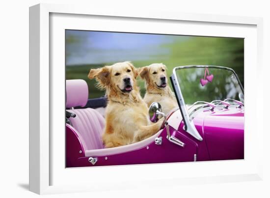 Golden Retriever Dog, Two Valentine Dog Couple in Car-null-Framed Photographic Print