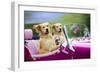 Golden Retriever Dog, Two Valentine Dog Couple in Car-null-Framed Photographic Print