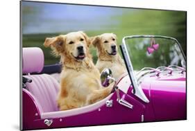 Golden Retriever Dog, Two Valentine Dog Couple in Car-null-Mounted Photographic Print
