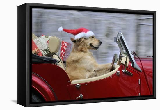 Golden Retriever Dog Wearing Father Christmas-null-Framed Stretched Canvas