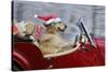 Golden Retriever Dog Wearing Father Christmas-null-Stretched Canvas