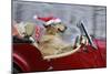 Golden Retriever Dog Wearing Father Christmas-null-Mounted Photographic Print