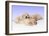 Golden Retriever Dog-null-Framed Photographic Print