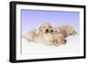 Golden Retriever Dog-null-Framed Photographic Print