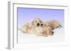 Golden Retriever Dog-null-Framed Photographic Print