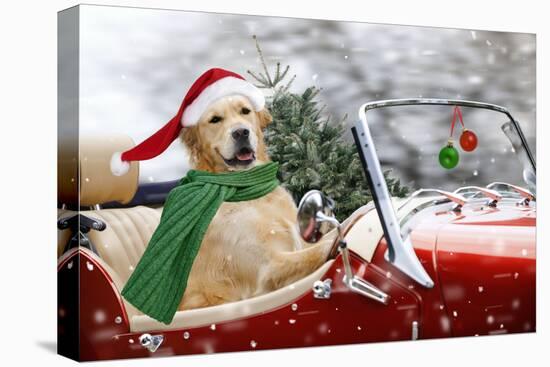 Golden Retriever Driving Car Collecting Christmas Tree-null-Stretched Canvas