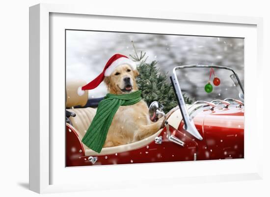 Golden Retriever Driving Car Collecting Christmas Tree-null-Framed Photographic Print