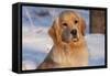 Golden Retriever, Female, Portrait, in Snow at Edge of Woods, Staughton, Wisconsin, USA-Lynn M^ Stone-Framed Stretched Canvas