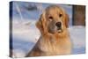 Golden Retriever, Female, Portrait, in Snow at Edge of Woods, Staughton, Wisconsin, USA-Lynn M^ Stone-Stretched Canvas