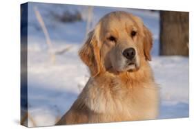 Golden Retriever, Female, Portrait, in Snow at Edge of Woods, Staughton, Wisconsin, USA-Lynn M^ Stone-Stretched Canvas