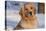 Golden Retriever, Female, Portrait, in Snow at Edge of Woods, Staughton, Wisconsin, USA-Lynn M^ Stone-Stretched Canvas