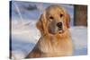 Golden Retriever, Female, Portrait, in Snow at Edge of Woods, Staughton, Wisconsin, USA-Lynn M^ Stone-Stretched Canvas