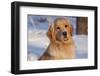 Golden Retriever, Female, Portrait, in Snow at Edge of Woods, Staughton, Wisconsin, USA-Lynn M^ Stone-Framed Photographic Print