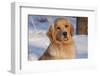 Golden Retriever, Female, Portrait, in Snow at Edge of Woods, Staughton, Wisconsin, USA-Lynn M^ Stone-Framed Photographic Print