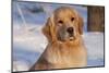 Golden Retriever, Female, Portrait, in Snow at Edge of Woods, Staughton, Wisconsin, USA-Lynn M^ Stone-Mounted Photographic Print