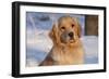 Golden Retriever, Female, Portrait, in Snow at Edge of Woods, Staughton, Wisconsin, USA-Lynn M^ Stone-Framed Photographic Print