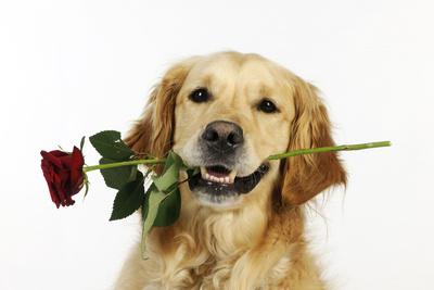 'Golden Retriever Holding Rose (Head Shot)' Photographic Print ...