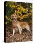 Golden Retriever in Autumn Leaves-Lynn M^ Stone-Stretched Canvas