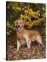 Golden Retriever in Autumn Leaves-Lynn M^ Stone-Stretched Canvas