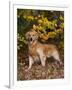 Golden Retriever in Autumn Leaves-Lynn M^ Stone-Framed Photographic Print