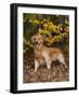 Golden Retriever in Autumn Leaves-Lynn M^ Stone-Framed Photographic Print