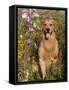 Golden Retriever in Cosmos Flowers-Lynn M^ Stone-Framed Stretched Canvas