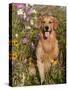 Golden Retriever in Cosmos Flowers-Lynn M^ Stone-Stretched Canvas