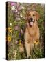 Golden Retriever in Cosmos Flowers-Lynn M^ Stone-Stretched Canvas