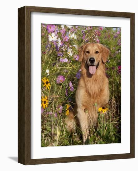 Golden Retriever in Cosmos Flowers-Lynn M^ Stone-Framed Photographic Print