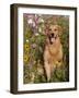 Golden Retriever in Cosmos Flowers-Lynn M^ Stone-Framed Photographic Print