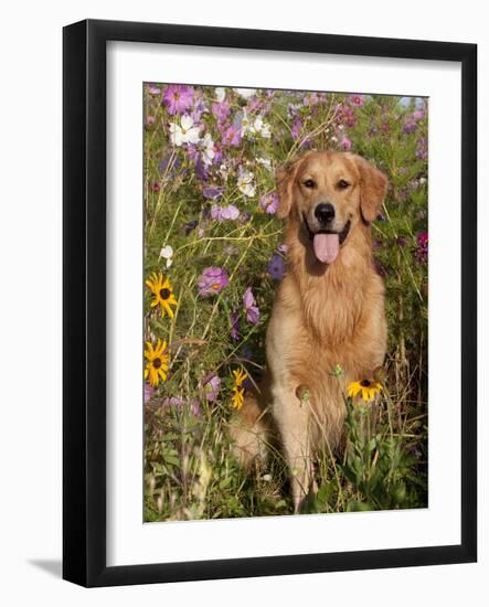 Golden Retriever in Cosmos Flowers-Lynn M^ Stone-Framed Photographic Print