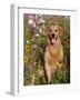 Golden Retriever in Cosmos Flowers-Lynn M^ Stone-Framed Photographic Print