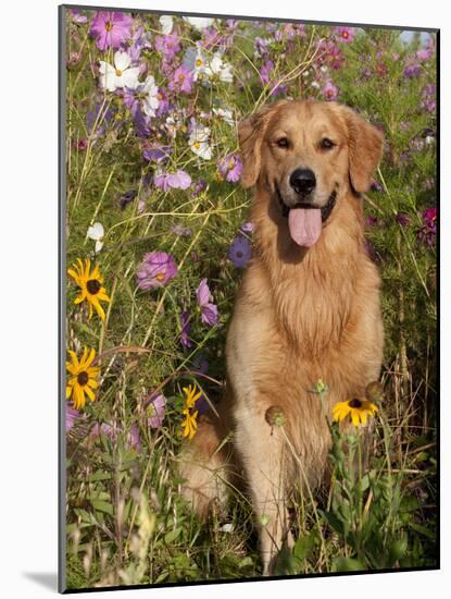 Golden Retriever in Cosmos Flowers-Lynn M^ Stone-Mounted Photographic Print