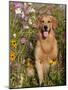 Golden Retriever in Cosmos Flowers-Lynn M^ Stone-Mounted Photographic Print
