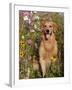 Golden Retriever in Cosmos Flowers-Lynn M^ Stone-Framed Photographic Print