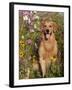 Golden Retriever in Cosmos Flowers-Lynn M^ Stone-Framed Photographic Print