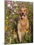 Golden Retriever in Cosmos Flowers-Lynn M^ Stone-Mounted Photographic Print