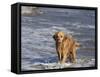 Golden Retriever in Pacific Ocean-Lynn M^ Stone-Framed Stretched Canvas